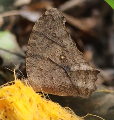 Melanitis leda