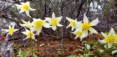 Erythronium helenae