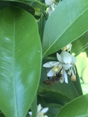 Apis mellifera