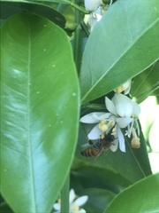 Apis mellifera