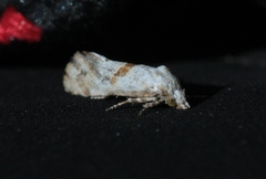 Cochylis parallelana