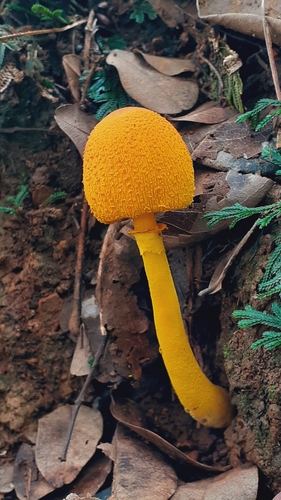 Leucocoprinus brunneoluteus