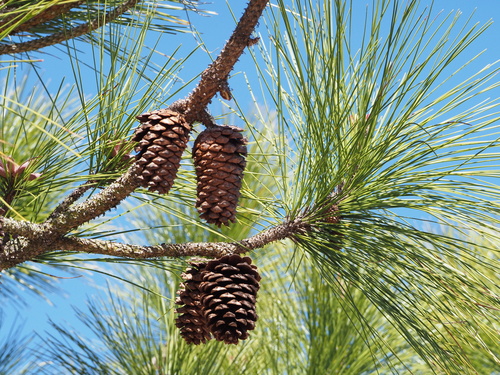 Pinus elliottii