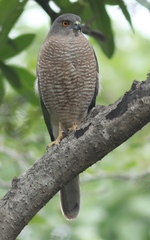 Accipiter badius