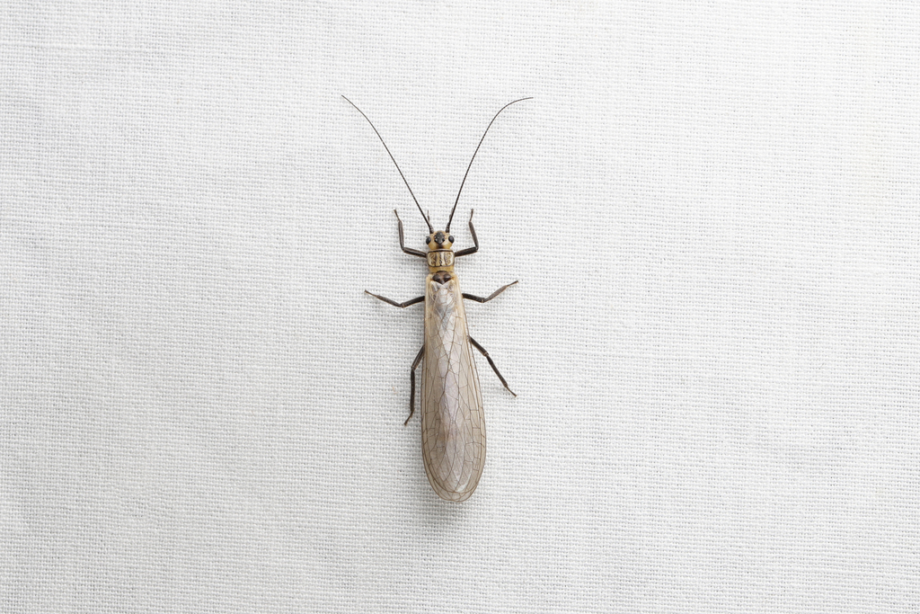 Styloperlidae