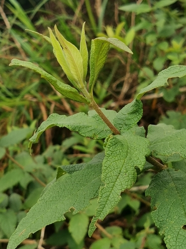 Bowkeria cymosa, photograph 4