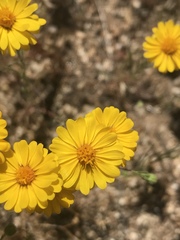 Pentachaeta aurea aurea