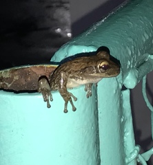 Osteopilus septentrionalis