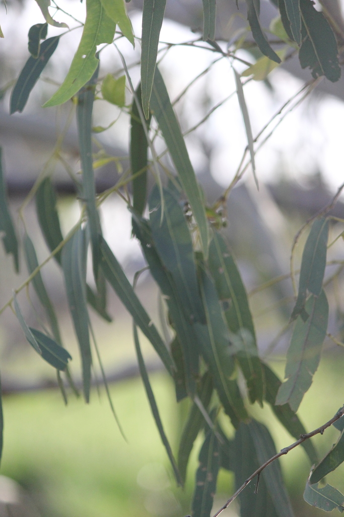 River Redgum From Warumungu Nt 0852, Australia On January 30, 2024 At 