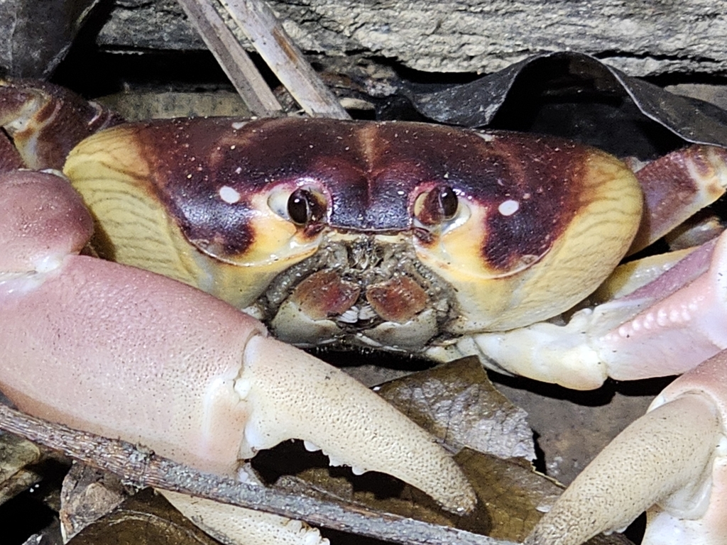 Purple Crab