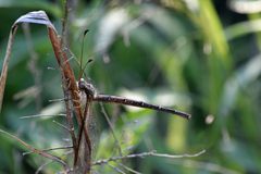 Ascaloptynx appendiculata