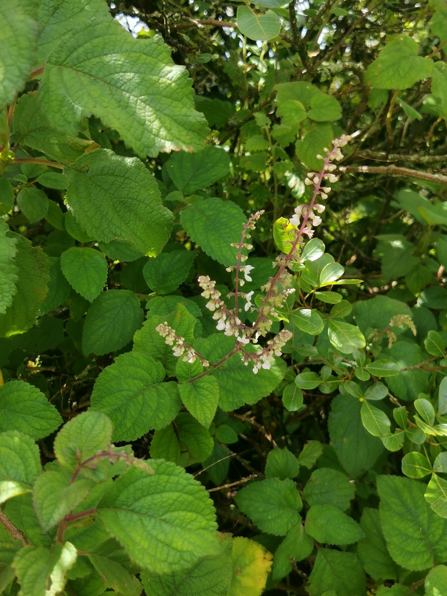 Imagem de Boldo-gambá