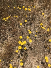 Pentachaeta aurea aurea