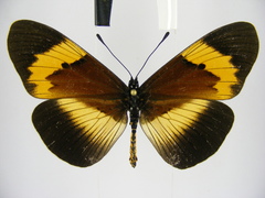 Acraea quadricolor latifasciata