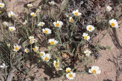 Layia glandulosa