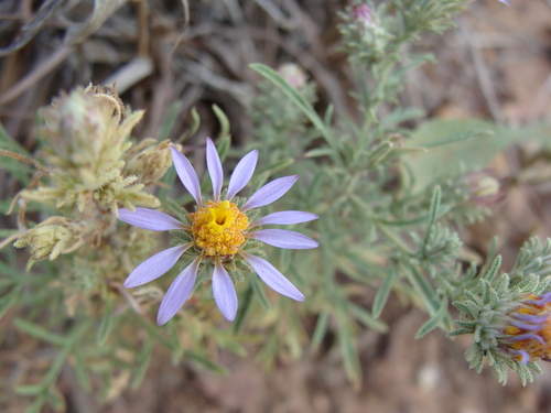 Image of Machaeranthera tagetina by (c) Alexis López Hernández, some rights reserved (CC BY)