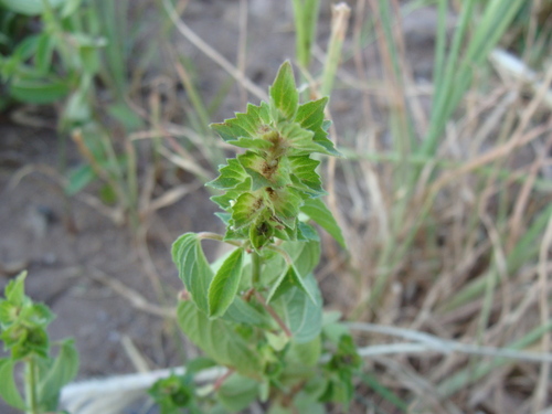 Image of Acalypha neomexicana by (c) Alexis López Hernández, some rights reserved (CC BY)