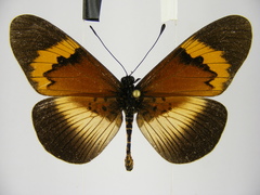 Acraea quadricolor latifasciata