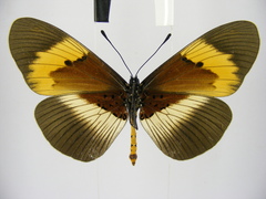 Acraea quadricolor latifasciata