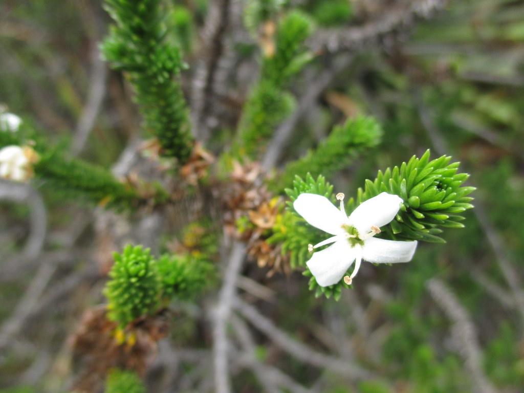Aragoa abietina