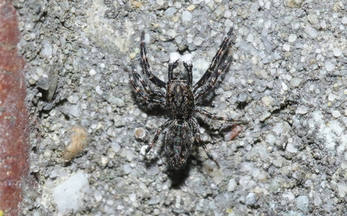 Adoxotoma forsteri Żabka, 2004