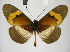 Acraea quadricolor latifasciata