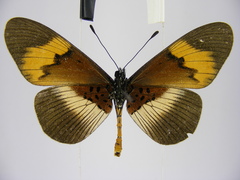 Acraea quadricolor latifasciata