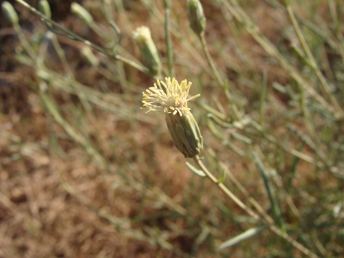 Image of Brickellia leptophylla by (c) Alexis López Hernández, some rights reserved (CC BY)