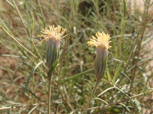 Image of Brickellia leptophylla by (c) Alexis López Hernández, some rights reserved (CC BY)