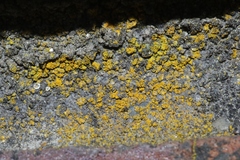 Flavoplaca citrina