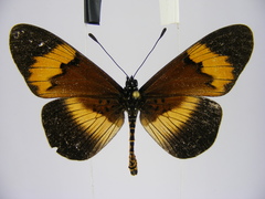 Acraea quadricolor latifasciata