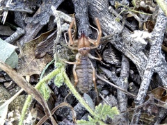 Eremobatidae