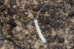 Scutigerellidae