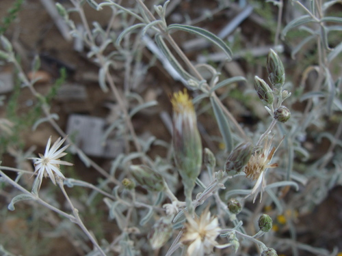 Image of Brickellia venosa by (c) Alexis López Hernández, some rights reserved (CC BY)