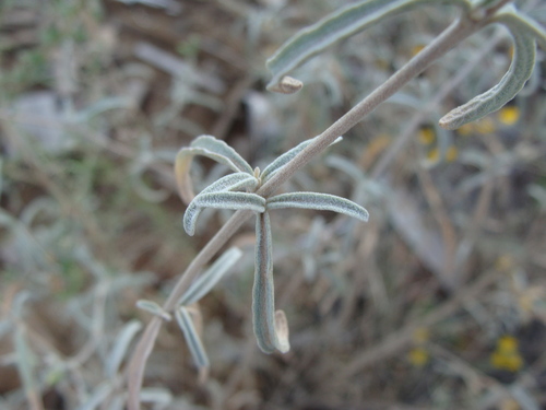 Image of Brickellia venosa by (c) Alexis López Hernández, some rights reserved (CC BY)