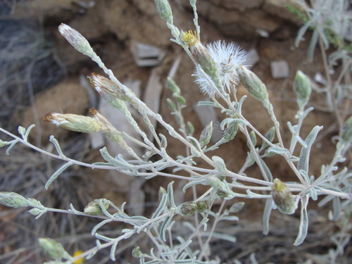 Image of Brickellia venosa by (c) Alexis López Hernández, some rights reserved (CC BY)