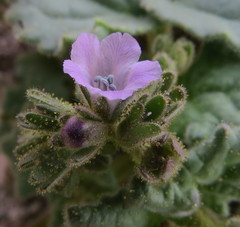 Phacelia pachyphylla