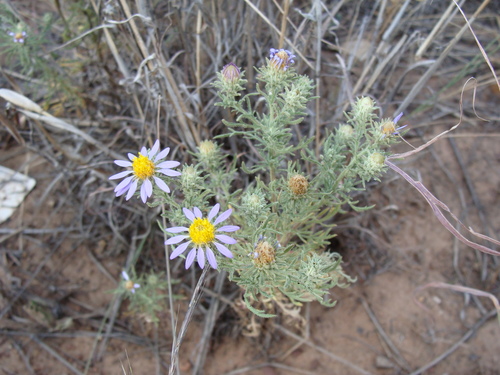 Image of Machaeranthera tagetina by (c) Alexis López Hernández, some rights reserved (CC BY)