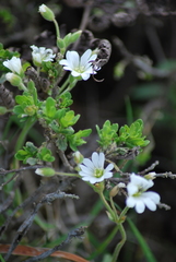 Cerastium viride