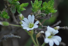 Cerastium viride