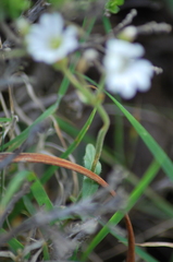 Cerastium viride