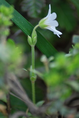 Cerastium viride