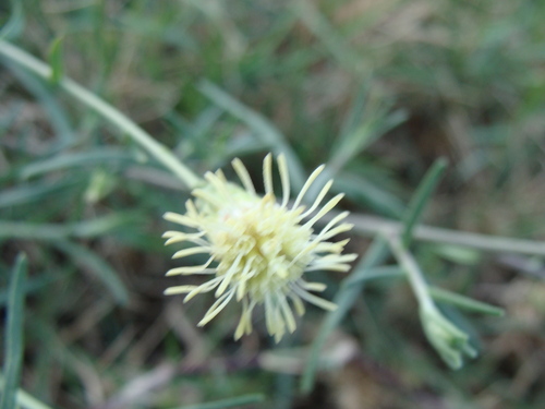 Image of Brickellia leptophylla by (c) Alexis López Hernández, some rights reserved (CC BY)