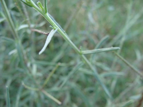 Image of Brickellia leptophylla by (c) Alexis López Hernández, some rights reserved (CC BY)