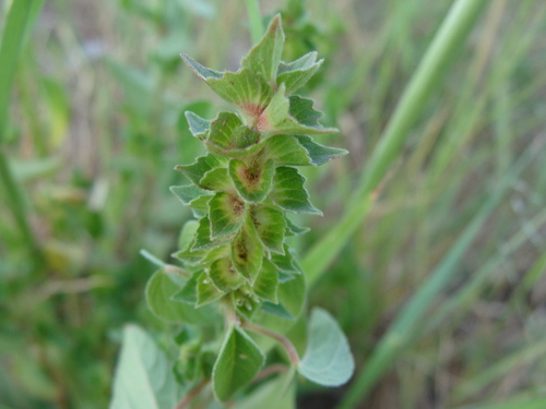 Image of Acalypha neomexicana by (c) Alexis López Hernández, some rights reserved (CC BY)