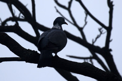 Columba palumbus