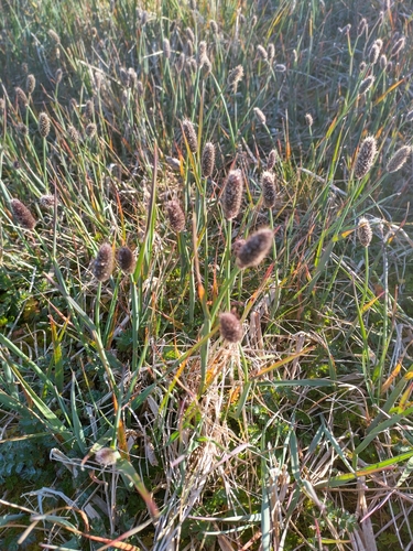 Foto de Capim-melim