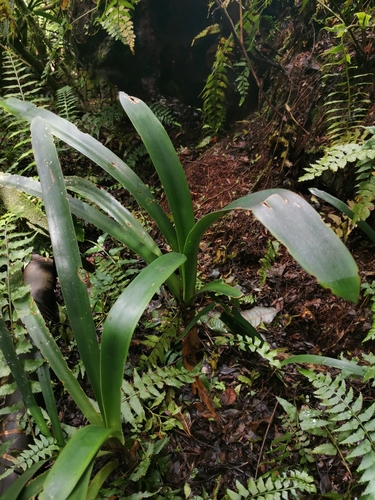 Clivia caulescens, photograph 6