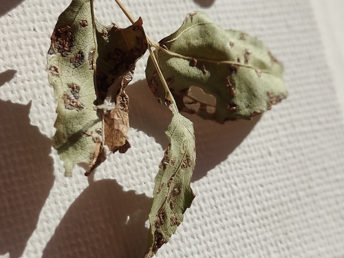 Uredopeltis ziziphi-vulgaris