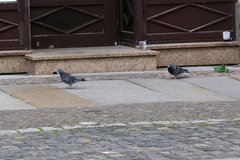 Columba livia domestica